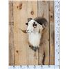 Image 1 : Painted Desert Ram Sheep Shoulder Mount Taxidermy