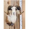 Image 2 : Painted Desert Ram Sheep Shoulder Mount Taxidermy