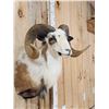 Image 3 : Painted Desert Ram Sheep Shoulder Mount Taxidermy
