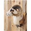 Image 4 : Painted Desert Ram Sheep Shoulder Mount Taxidermy