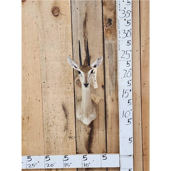 African Duiker Shoulder Mount Taxidermy