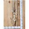 Image 1 : African Duiker Shoulder Mount Taxidermy