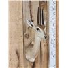 Image 2 : African Duiker Shoulder Mount Taxidermy