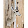 Image 3 : African Duiker Shoulder Mount Taxidermy