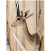Image 4 : African Duiker Shoulder Mount Taxidermy