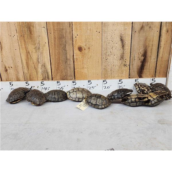 10 Red Eared Slider Turtle Shells Taxidermy