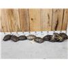 Image 1 : 10 Red Eared Slider Turtle Shells Taxidermy