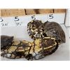 Image 2 : 10 Red Eared Slider Turtle Shells Taxidermy