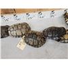 Image 3 : 10 Red Eared Slider Turtle Shells Taxidermy