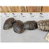 Image 4 : 10 Red Eared Slider Turtle Shells Taxidermy