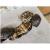 Image 6 : 10 Red Eared Slider Turtle Shells Taxidermy