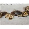 Image 7 : 10 Red Eared Slider Turtle Shells Taxidermy