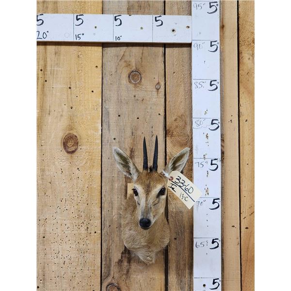 African Duiker Shoulder Mount Taxidermy