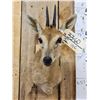 Image 2 : African Duiker Shoulder Mount Taxidermy
