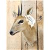 Image 3 : African Duiker Shoulder Mount Taxidermy