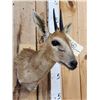 Image 4 : African Duiker Shoulder Mount Taxidermy