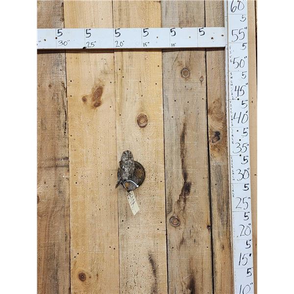 Eurasian Scops Owl Full Body Bird Taxidermy