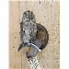 Image 2 : Eurasian Scops Owl Full Body Bird Taxidermy