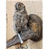 Image 4 : Eurasian Scops Owl Full Body Bird Taxidermy