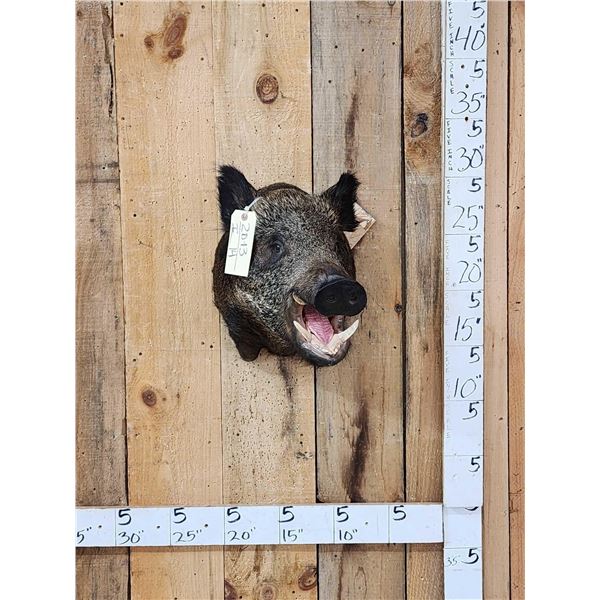 Wild Boar Hog Shoulder Mount Taxidermy