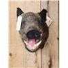 Image 2 : Wild Boar Hog Shoulder Mount Taxidermy