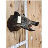 Image 3 : Wild Boar Hog Shoulder Mount Taxidermy