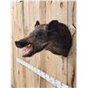 Image 4 : Wild Boar Hog Shoulder Mount Taxidermy