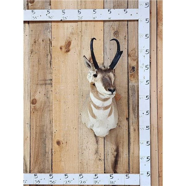 Pronghorn Antelope Shoulder Mount Taxidermy