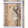 Image 1 : Pronghorn Antelope Shoulder Mount Taxidermy