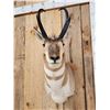 Image 2 : Pronghorn Antelope Shoulder Mount Taxidermy