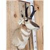 Image 3 : Pronghorn Antelope Shoulder Mount Taxidermy