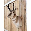 Image 4 : Pronghorn Antelope Shoulder Mount Taxidermy