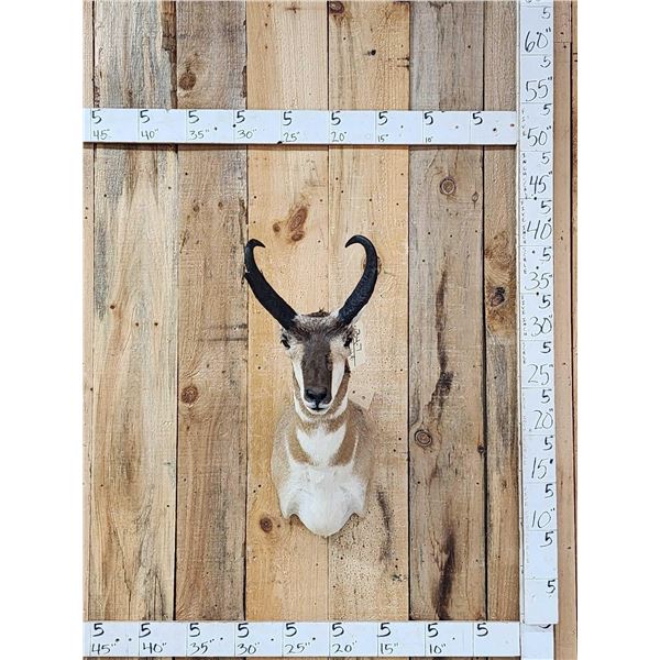 Pronghorn Antelope Shoulder Mount Taxidermy