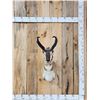 Image 1 : Pronghorn Antelope Shoulder Mount Taxidermy
