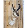 Image 2 : Pronghorn Antelope Shoulder Mount Taxidermy