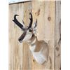 Image 3 : Pronghorn Antelope Shoulder Mount Taxidermy