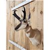 Image 4 : Pronghorn Antelope Shoulder Mount Taxidermy