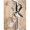 Image 5 : Pronghorn Antelope Shoulder Mount Taxidermy