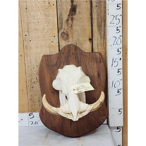 African Warthog Skull On Plaque Taxidermy