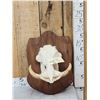 Image 1 : African Warthog Skull On Plaque Taxidermy