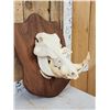 Image 2 : African Warthog Skull On Plaque Taxidermy