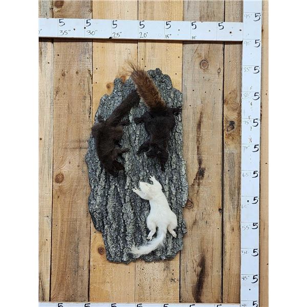 3 Color Phase Squirrels Taxidermy