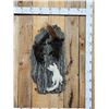 Image 1 : 3 Color Phase Squirrels Taxidermy