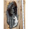 Image 3 : 3 Color Phase Squirrels Taxidermy