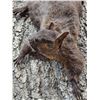 Image 4 : 3 Color Phase Squirrels Taxidermy