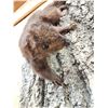 Image 5 : 3 Color Phase Squirrels Taxidermy