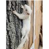 Image 6 : 3 Color Phase Squirrels Taxidermy