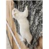 Image 7 : 3 Color Phase Squirrels Taxidermy