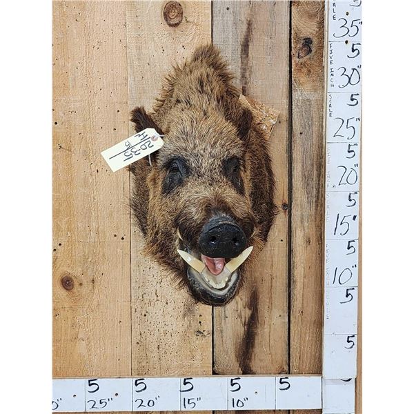 Russian Boar Hog Shoulder Mount Taxidermy