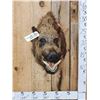 Image 1 : Russian Boar Hog Shoulder Mount Taxidermy